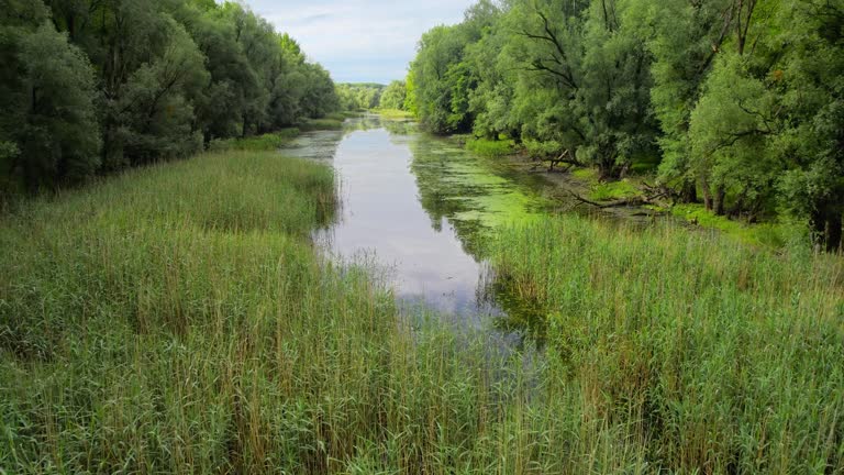 Drone flight above aquatic plants growing in shallow water of a swamp surrounded with woods