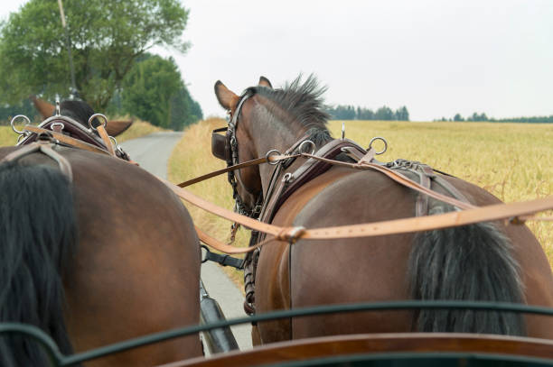 istock Two horses pulling a carriage. Rural landscape in Brilon, Germany 1883186924