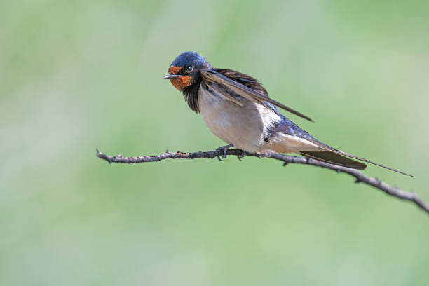 istock Barn Swallow, Hirundo rustica on a branch. 1883188463