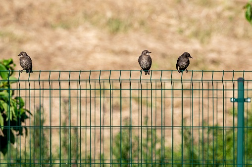 A group of female Brewer's blackbirds perched on a metal fence