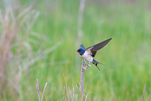 Barn Swallow, Hirundo rustica on a branch.