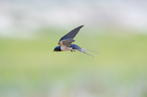 Barn Swallow flying in the sky, Hirundo rustica.