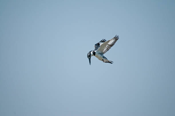 istock Pied Kingfisher, Ceryle rudis prey. 1883199727