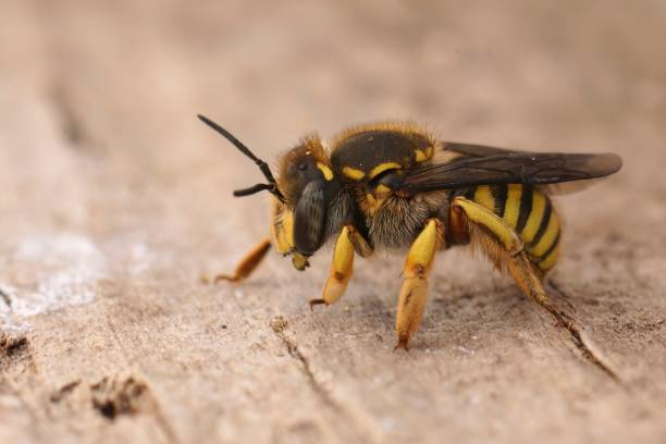 istock Closeup on a hairy European woolcarder bee, Anthidium manicatum 1883207358