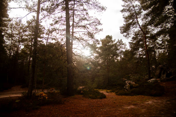 A scenic pathway surrounded by trees and foliage in Fontainebleau Forest