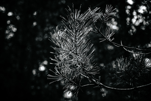 Cold mist surrounds Christmas trees in a winter setting