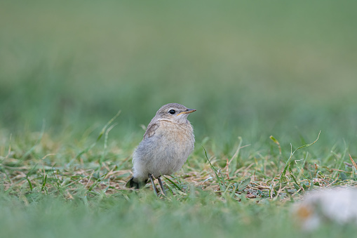 Standing in the grass is a young Northern Wheatear, Oenanthe oenanthe.