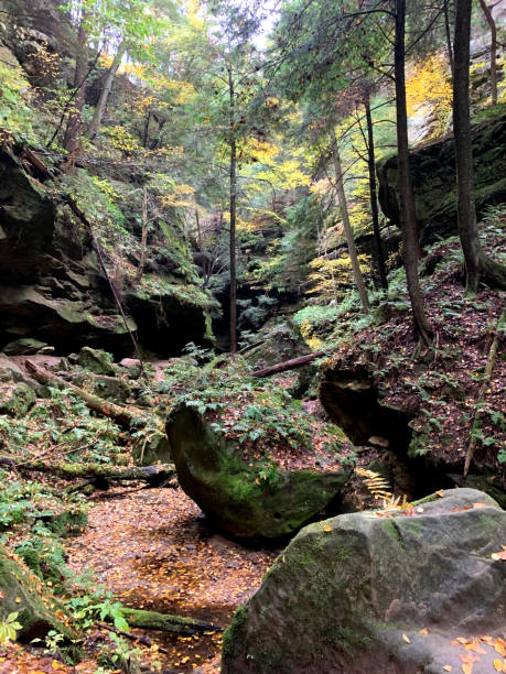 istock Ravine with lush vegetation and mossy rocks 1883214077