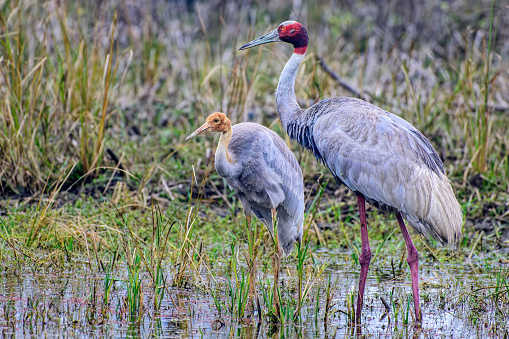The two sarus cranes standing in a shallow body of water surrounded by tall grass. Bharatpur, India