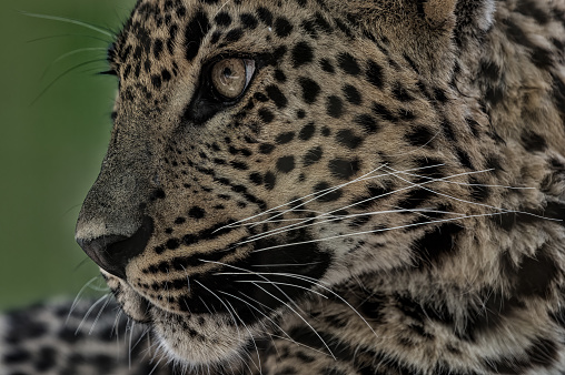 A close up of a leopards skin