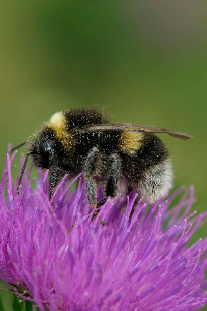 istock Vertical closeup on the Buff-tailed bumblebee,Bombus terrestris, 1883216157