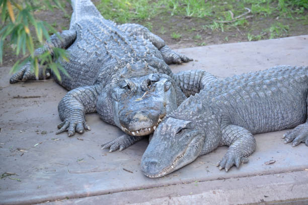 there are two alligators - crocodile alligator australia animal teeth imagens e fotografias de stock