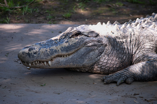 Alligators have a long, rounded snout that has upward facing nostrils at the end.