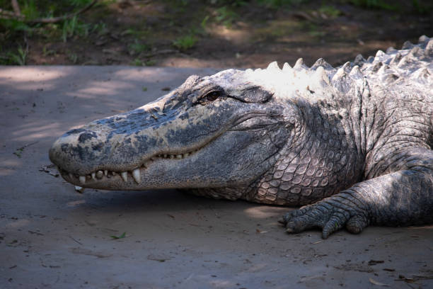 this is a close up of an alligator - crocodile alligator australia animal teeth imagens e fotografias de stock