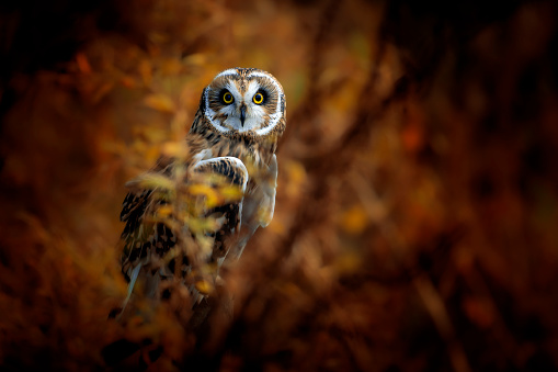 A beautiful short-eared owl in an autumn landscape looking at the camera