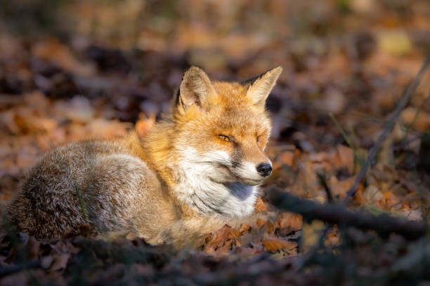 istock Beautiful orange fox sits among the autumn foliage in a forest setting. 1883226926