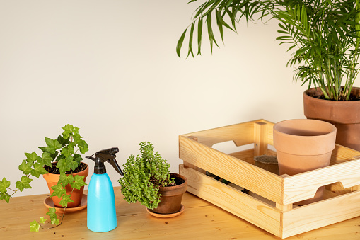 botanist desk with flower pots and accessories