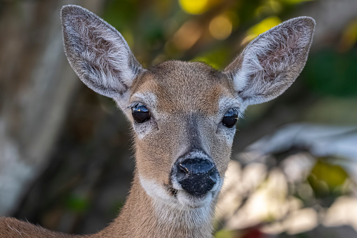 This image features a young white-tailed deer standing in a lush grassy field