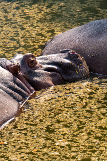 istock Hippopotamuses taking nap after heavy lunch 1883243752