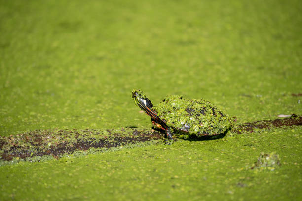 a turtle with a painted back and a long neck sitting on top of a moss