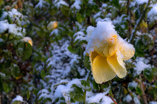 First snowfall and tea rose. Topic Floristry, floriculture