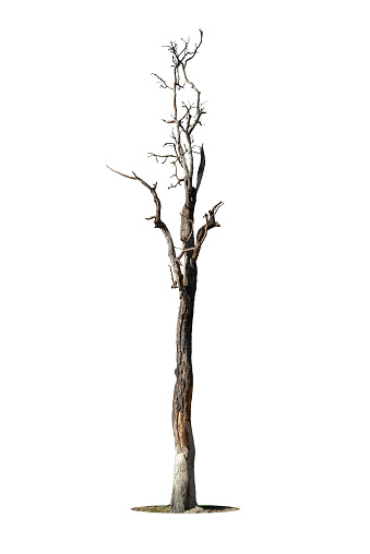 Dry branch of big dead tree with cracked dark bark stem. Beautiful old tree isolated on white background. Single old and dead tree on nature. Alone wooden trunk forest in fall season change