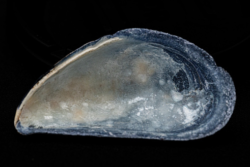 Liver Fluke Section under light microscope with white background