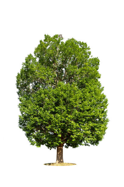 istock Trees isolated on white background, tropical trees isolated used for design, advertising and architecture 1883320468
