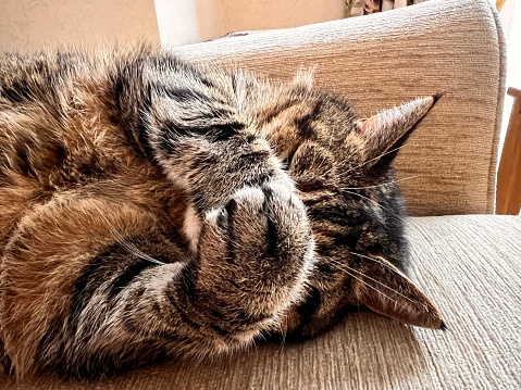 A female tabby cat covering her face with her paws.