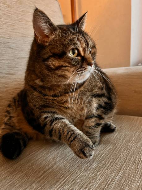istock This Tabby cat got distracted from cleaning herself bright eyed any bushy tailed. 1883353090