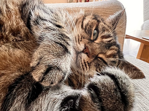 A laid back female cat having a nap on a chair, she is half asleep half awake.