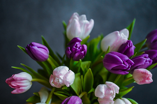 Pink and purple tulips. Spring storytelling. International Women’s day March 8. Majestic bouquet.