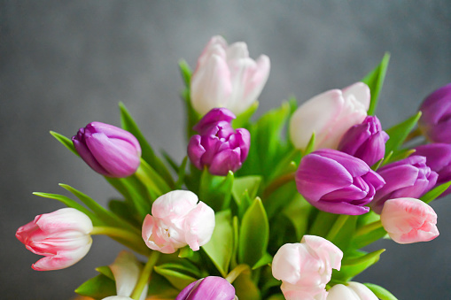 Bouquet of pink tulips with bow isolated on a white background. Beautiful spring flowers. Valentines Day, Mothers Day concept. Copy space, top view, flat lay.