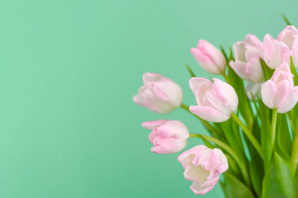 Pink tulips.