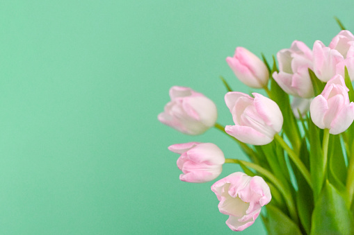 Pink tulips. Light green background with copy space.Spring storytelling. International Women’s day March 8. Mother’s Day.