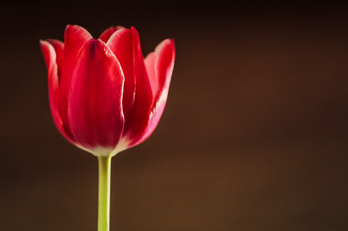 Pink tulip. Brown background with copy space.Spring storytelling. International Women’s day March 8.