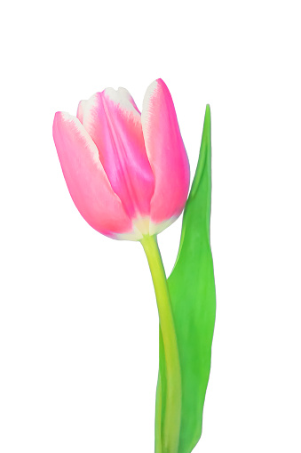 Pink tulip. Cut out on white background. Spring storytelling design. International Women’s day March 8, Easter, Mother’s Day.