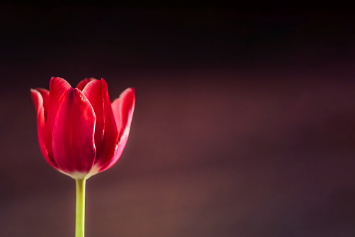 Pink tulip with wood brown background with copy space. Spring storytelling. International Women’s day March 8.