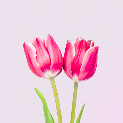 Two tulip flowers isolated on a white background