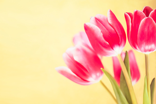 Pink tulips. Yellow background. Spring storytelling. International Women’s day March 8.