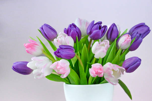 Pink and purple tulips. Spring storytelling. International Women’s day March 8. Mother’s Day. Birthday.