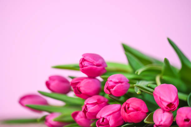 Pink tulips.