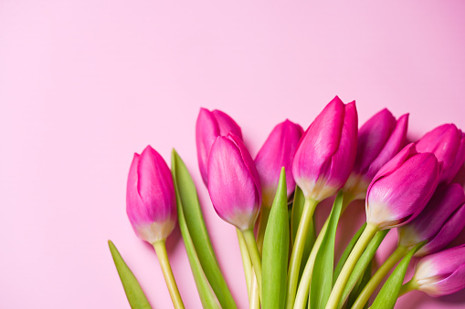 Bouquet of Pink tulips. Spring storytelling. International Women’s day March 8. Mother’s Day.