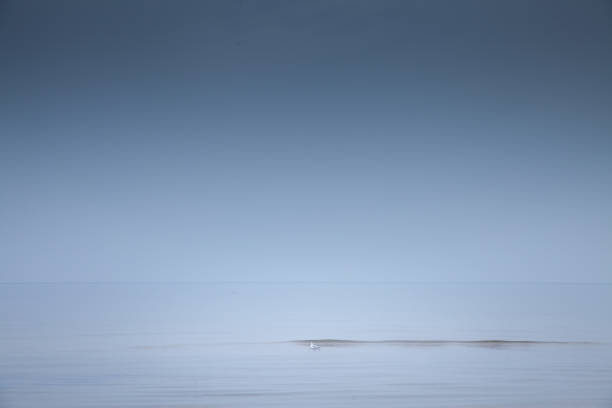 istock Selective blur on a Black headed gull on its winter plumage also called chroicocephalus ridibundus resting on the waters of Baltic sea in Garciems Latvia on a foggy afternoon. 1883394133