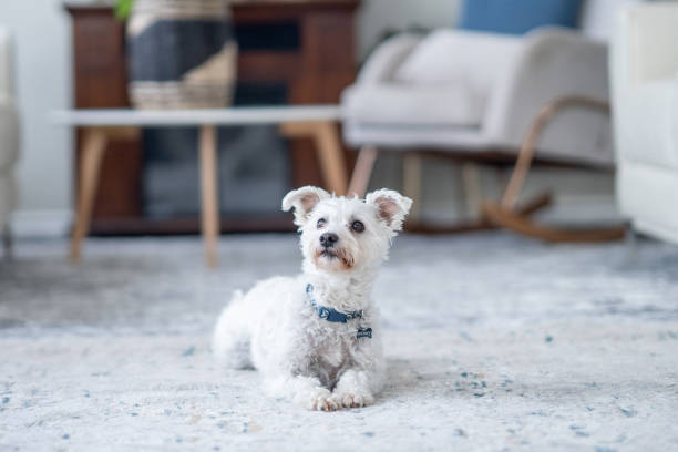istock Dog Laying Down at Home 1883403037