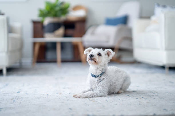 istock Dog Laying Down at Home 1883403042