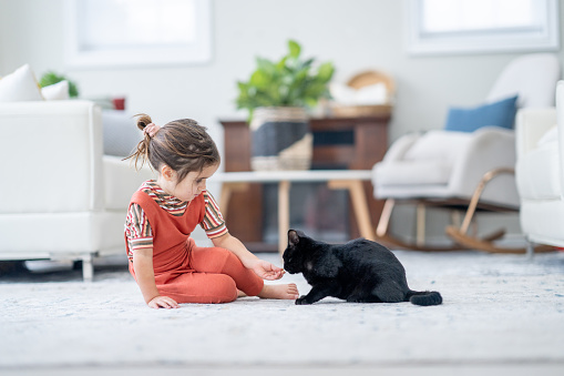 A sweet little girl in an orange jumper, sits on the floor in the living room as she plays with her black kitten.