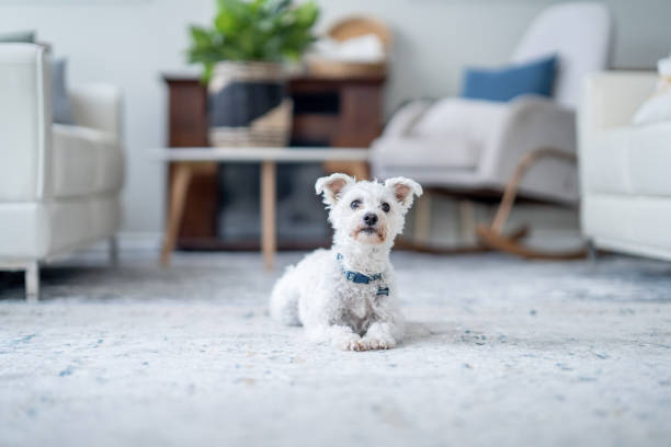 istock Dog Laying Down at Home 1883403047