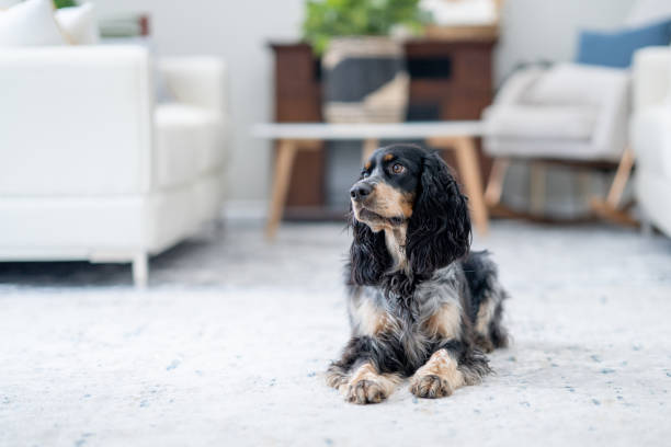 istock Dog Laying Down at Home 1883403052