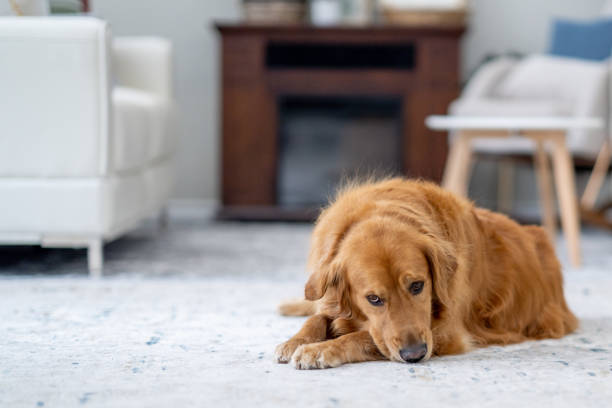 istock Golden Retriever Relaxing at Home 1883403053